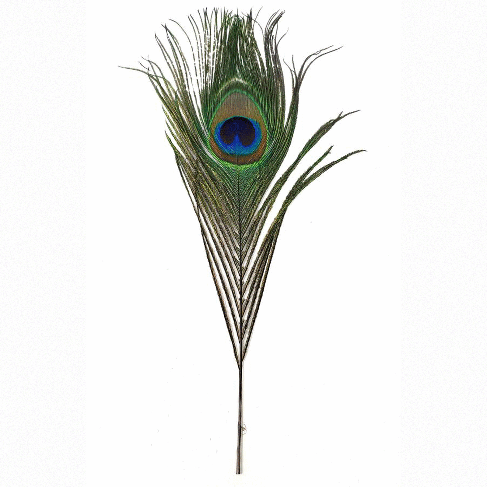 Peacock Feather 12"